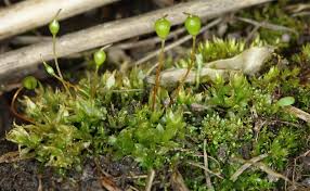 Attēlu rezultāti vaicājumam “Tortula truncata sporophyte”