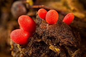 Attēlu rezultāti vaicājumam “Lycogala conicum”