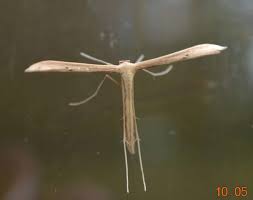 Attēlu rezultāti vaicājumam “Pterophoridae”