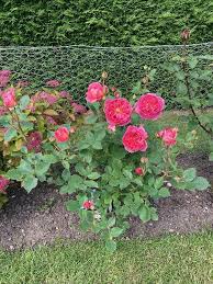 Image result for East Bergholt Bowls Club