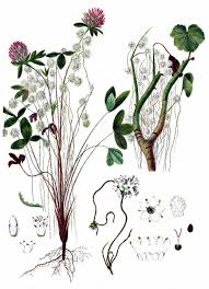 Attēlu rezultāti vaicājumam “Cuscuta epithymum subsp. trifolii flower”