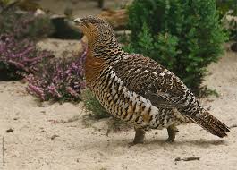 Attēlu rezultāti vaicājumam “Tetrao urogallus female”