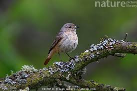 Attēlu rezultāti vaicājumam “Phoenicurus phoenicurus”