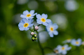 Attēlu rezultāti vaicājumam “Myosotis scorpioides bud”