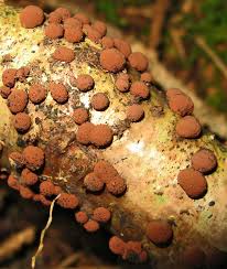 Attēlu rezultāti vaicājumam “Clavulinopsis cinerioides”