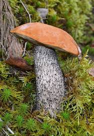 Attēlu rezultāti vaicājumam “Leccinum versipelle”