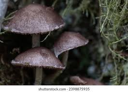 Attēlu rezultāti vaicājumam “Psathyrella lacrymabunda”