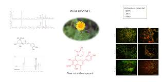 Attēlu rezultāti vaicājumam “Inula salicina flower”