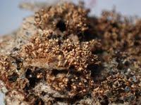 Attēlu rezultāti vaicājumam “Diderma floriforme”