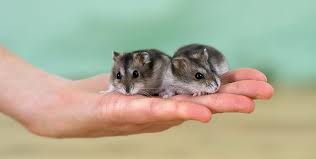 Image result for хомек