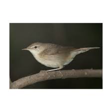 Attēlu rezultāti vaicājumam “Acrocephalus dumetorum”