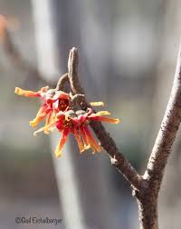 Attēlu rezultāti vaicājumam “Hamamelis vernalis flower”