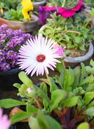 Image result for Mesembryanthemum criniflorum