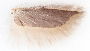 Attēlu rezultāti vaicājumam “Carpatolechia proximella”