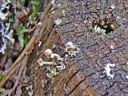 Attēlu rezultāti vaicājumam “Cladonia botrytes”