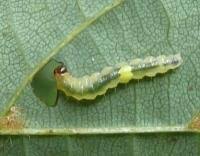 Attēlu rezultāti vaicājumam “Roeslerstammia erxlebella”