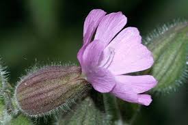 Image result for Silene dioica