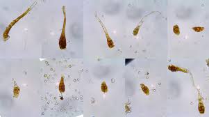 Attēlu rezultāti vaicājumam “Gyroweisia tenuis”