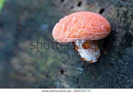 Attēlu rezultāti vaicājumam “Rhodotus palmatus”