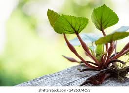 Attēlu rezultāti vaicājumam “Trapa natans”