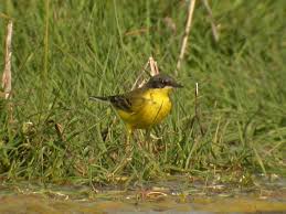 Attēlu rezultāti vaicājumam “Motacilla flava flava adult”