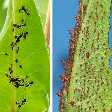Attēlu rezultāti vaicājumam “Aphididae”