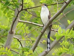 Image result for Coccyzus americanus