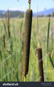 Attēlu rezultāti vaicājumam “Typhaceae”