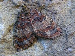 Attēlu rezultāti vaicājumam “Hydriomena furcata”