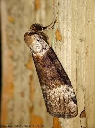 Attēlu rezultāti vaicājumam “Tetheella fluctuosa”