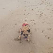 Image result for Ravenshead Petanque Club