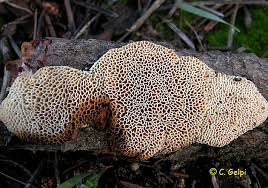 Attēlu rezultāti vaicājumam “Dichomitus campestris”