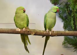 Image result for Psittacula krameri