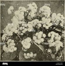 Image result for Adlumia cirrhosa