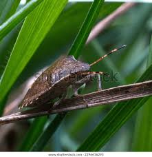 Attēlu rezultāti vaicājumam “Dolycoris baccarum”