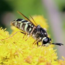 Attēlu rezultāti vaicājumam “Symmorphus sp.”