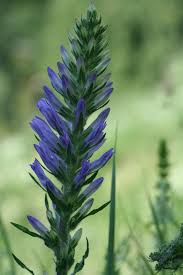 Image result for Campanula spicata