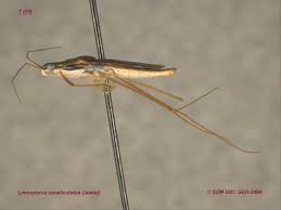 Attēlu rezultāti vaicājumam “Limnoporus rufoscutellatus”