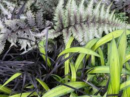 Attēlu rezultāti vaicājumam “Carex scandinavica”