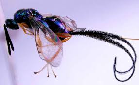 Attēlu rezultāti vaicājumam “Torymidae”