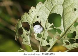 Attēlu rezultāti vaicājumam “Pristiphora maesta larva”