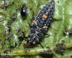 Attēlu rezultāti vaicājumam “Adalia bipunctata”