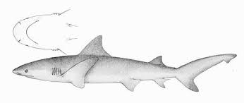 Image result for Carcharhinus leucas