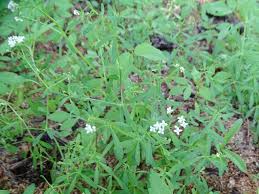 Attēlu rezultāti vaicājumam “Galium palustre leaf”