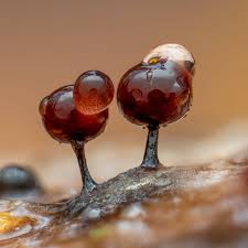 Attēlu rezultāti vaicājumam “Enerthenema papillatum young”