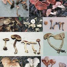 Attēlu rezultāti vaicājumam “Diachea subsessilis”