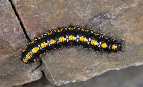 Attēlu rezultāti vaicājumam “Callimorpha dominula”