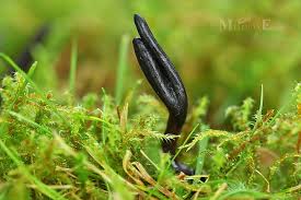 Attēlu rezultāti vaicājumam “Geoglossum sp.”