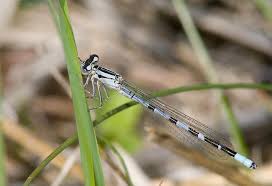 Attēlu rezultāti vaicājumam “Enallagma cyathigerum male”