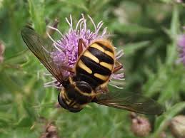 Attēlu rezultāti vaicājumam “Sericomyia silentis”